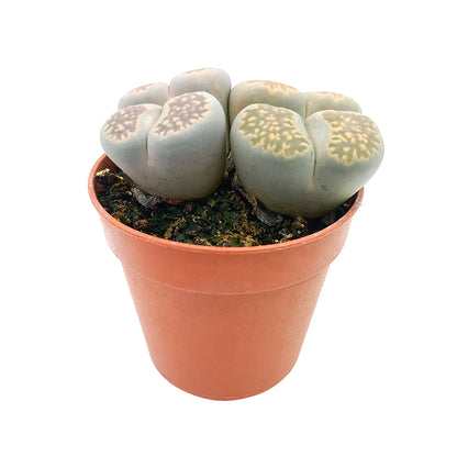 Lithops spp. - sassi vivi, piante sasso (Vaso 5 cm)