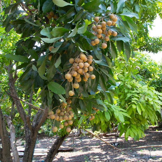 Euphoria (syn. Dimocarpus) longana - longan (Square vase 9x9x20 cm)