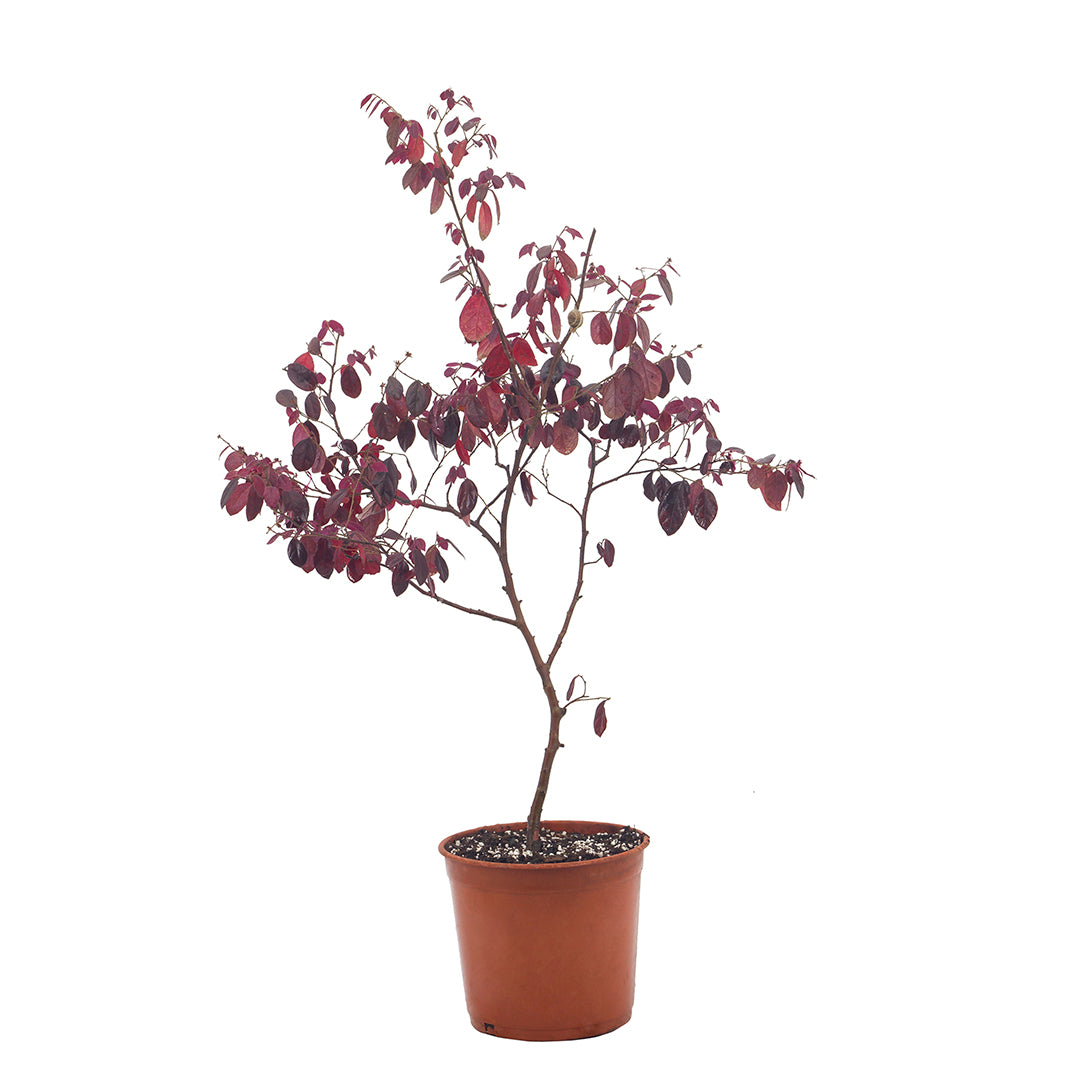 Loropetalum chinense cv. "fire dance" - loropetalo (Vaso 18 cm)