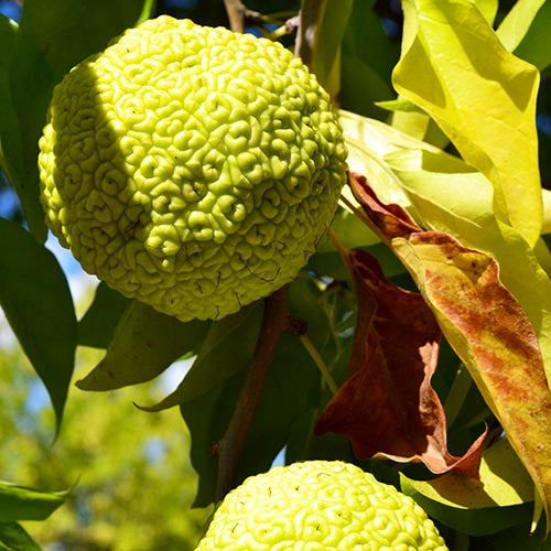 Maclura pomifera - arancio degli Osagi (10 piante a radice nuda)