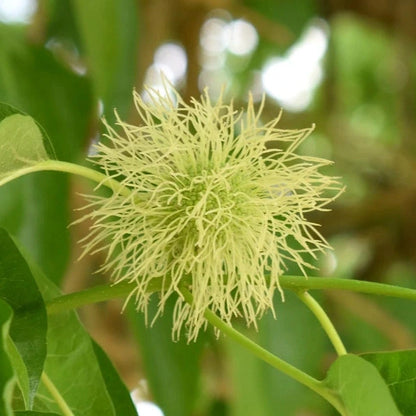 Maclura pomifera - arancio degli Osagi (10 piante a radice nuda)