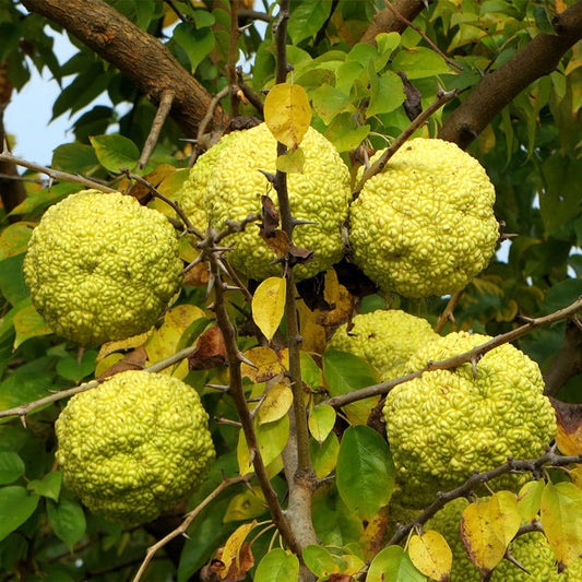 Maclura pomifera - arancio degli Osagi (10 piante a radice nuda)