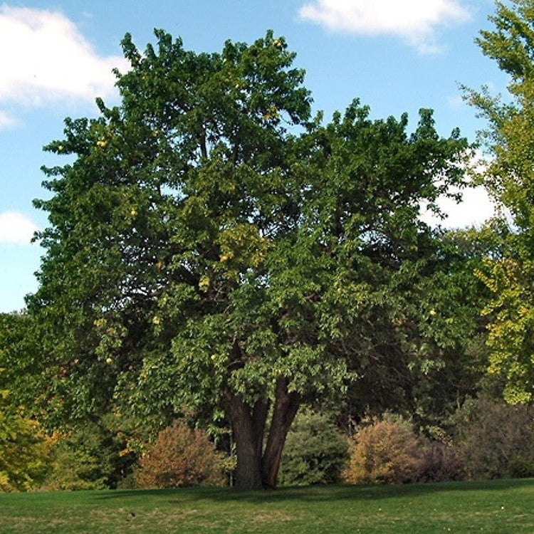 Maclura pomifera - arancio degli Osagi (10 piante a radice nuda)