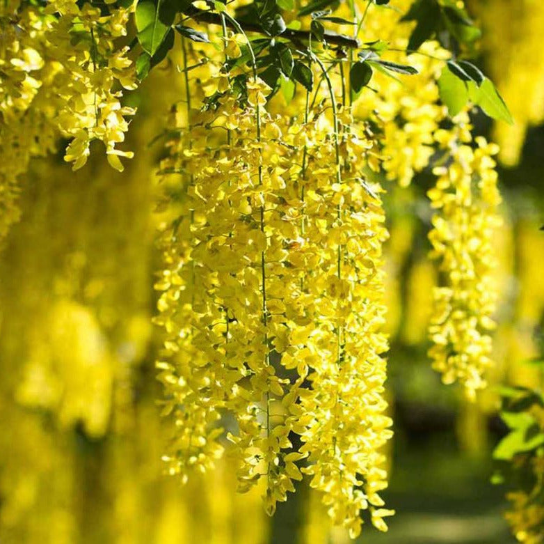 Laburnum anagyroides - maggiociondolo (Vaso quadro 16x16x22 cm)