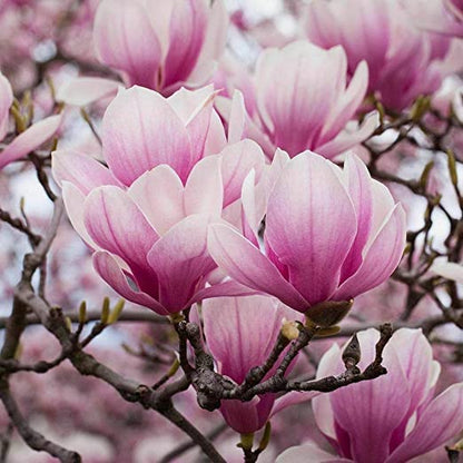 Magnolia soulangeana - purple magnolia (Square vase 9x9x20 cm)