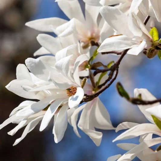 Magnolia kobus - Japanese magnolia (5 seeds)