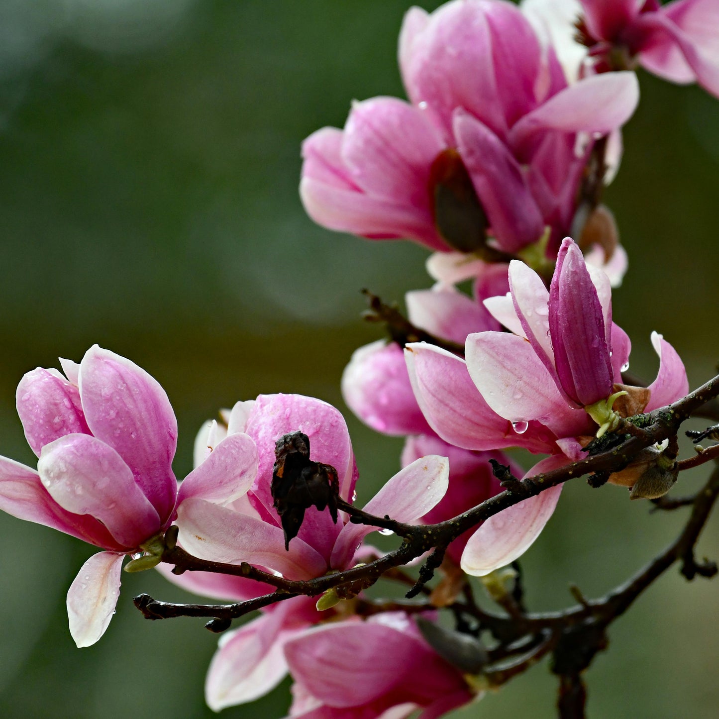 Magnolia soulangeana - magnolia viola (Alveolo forestale)