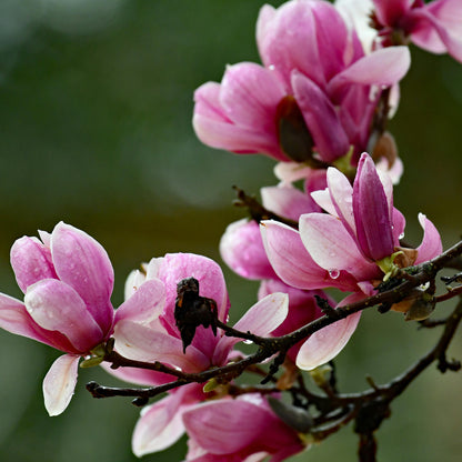 Magnolia soulangeana - magnolia viola (Alveolo forestale)