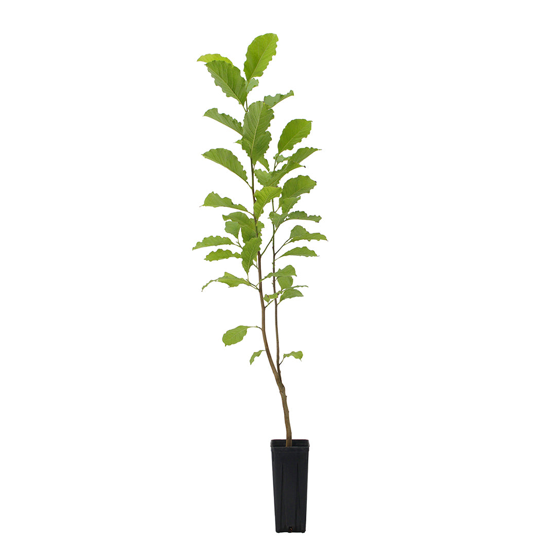 Magnolia kobus - magnolia giapponese (Vaso quadro 9x9x20 cm)