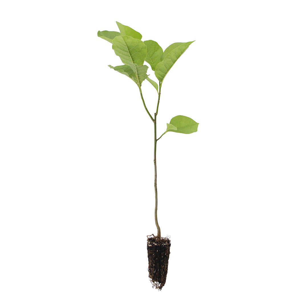 Magnolia soulangeana - magnolia viola (Alveolo forestale)