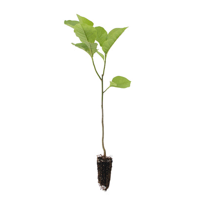 Magnolia soulangeana - magnolia viola (Alveolo forestale)