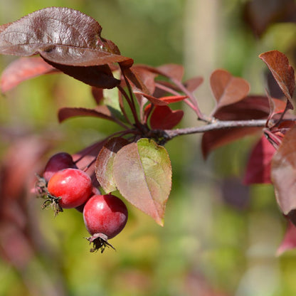 Malus purpurea "eleyi" - melo rosso da fiore (Alveolo forestale)