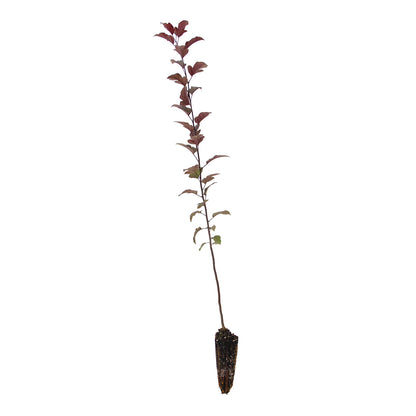 Malus cv. "Red Sentinel” - melo giapponese da fiore (Alveolo forestale)