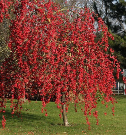 Malus cv. "Red Sentinel” - melo giapponese da fiore (Alveolo forestale)