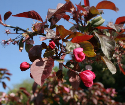 Malus purpurea "eleyi" - melo rosso da fiore (Alveolo forestale)