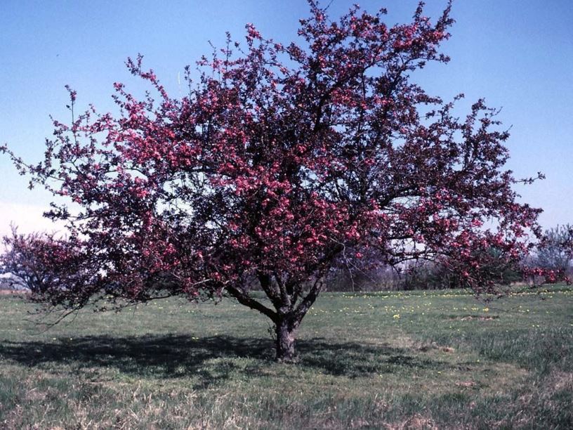 Malus purpurea "eleyi" - melo rosso da fiore (Alveolo forestale)