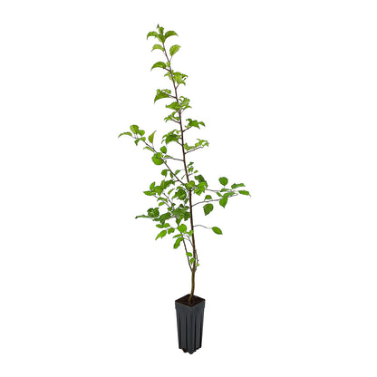 Malus sylvestris - melo selvatico (Vaso quadro 9x9x20 cm)