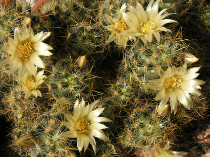 Mammillaria prolifera - mammillaria (Alveolino)