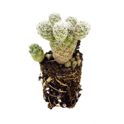 Mammillaria gracilis - mammillaria (Alveolin)