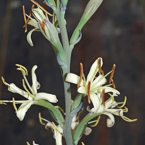 Manfreda maculata - tuberosa o giglio speziato del Texas (Vaso quadro 7x7x10 cm)
