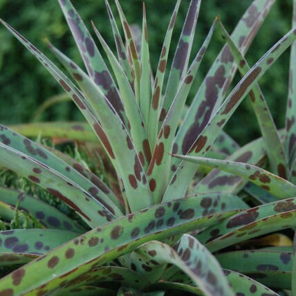Manfreda maculata - tuberosa o giglio speziato del Texas (Vaso quadro 7x7x10 cm)