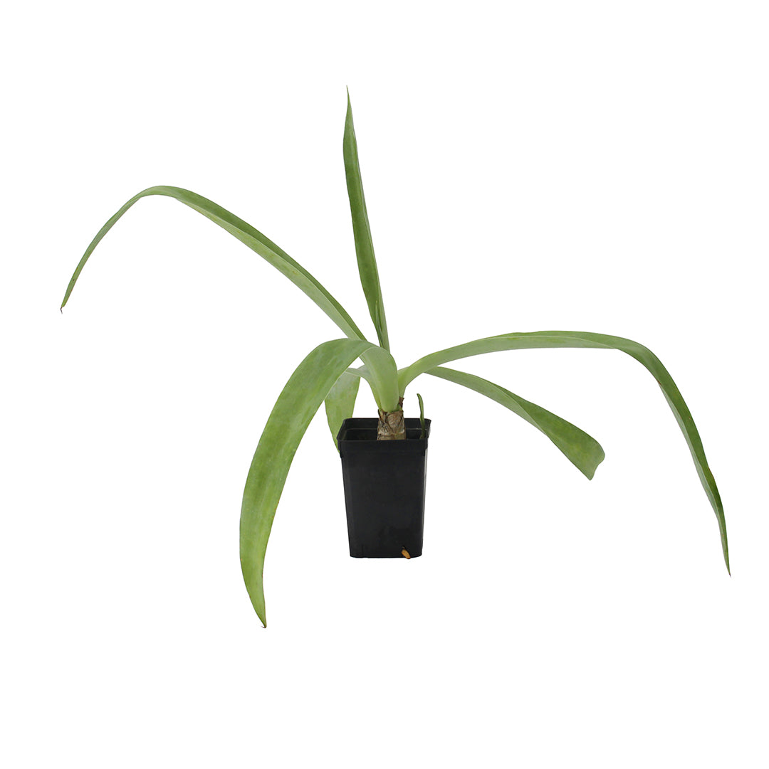 Manfreda maculata - tuberosa o giglio speziato del Texas (Vaso quadro 7x7x10 cm)