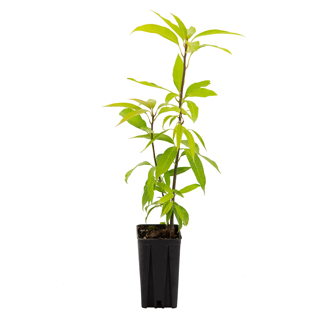 Mangifera indica cv "kensington pride" DA SEME - mango (Vaso 10x10x18 cm)