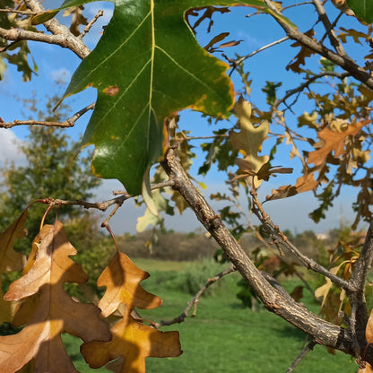 Quercus x megaleia - Quercia di Laughlin (Vaso quadro 9x9x20 cm)
