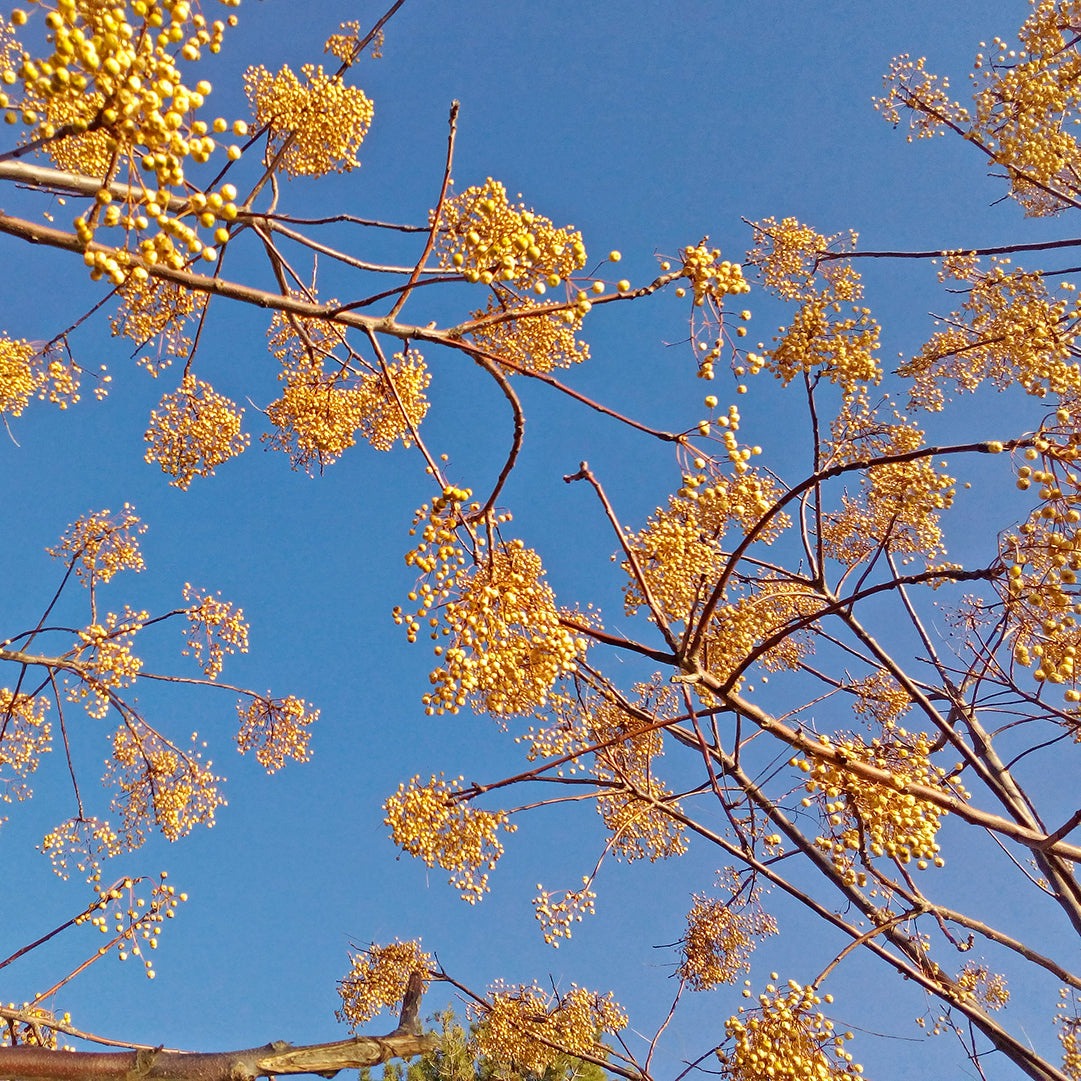 Melia azedarach - rosary tree (Square vase 9x9x20 cm)