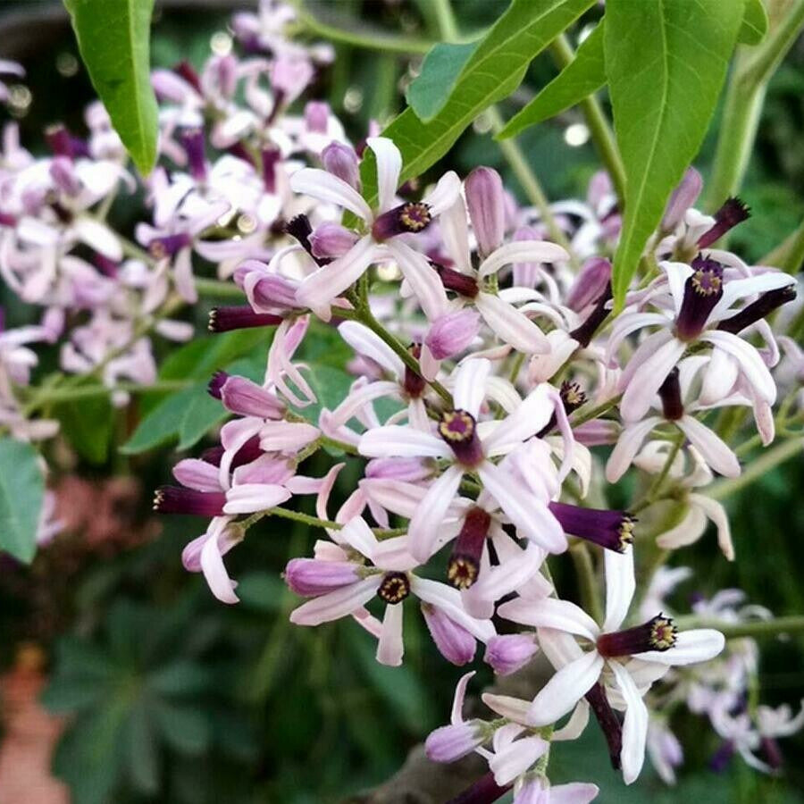 Melia azedarach VivaiMDB