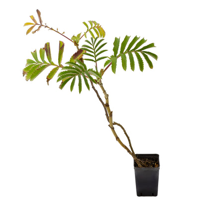 Melianthus major - (Vaso quadro 7x7x8 cm)