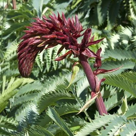Melianthus major - (Vaso quadro 7x7x8 cm)
