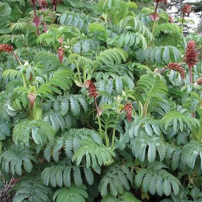 Melianthus major - (Vaso quadro 7x7x8 cm)