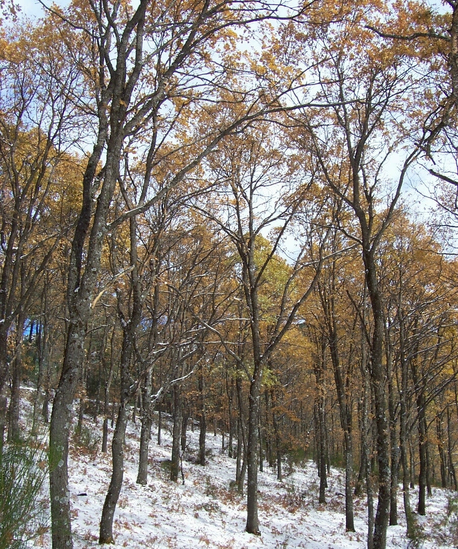 Quercus pyrenaica - quercia dei Pirenei (Alveolo forestale)