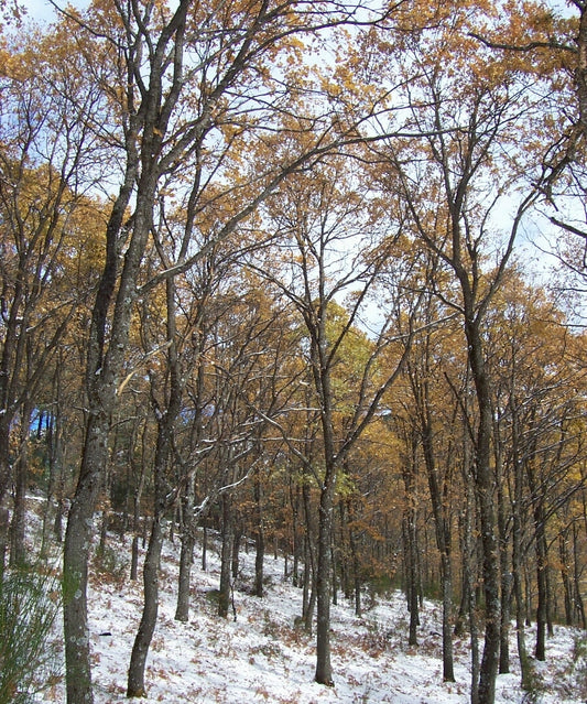 Quercus pyrenaica - Pyrenean oak, melojo (Forest honeycomb)