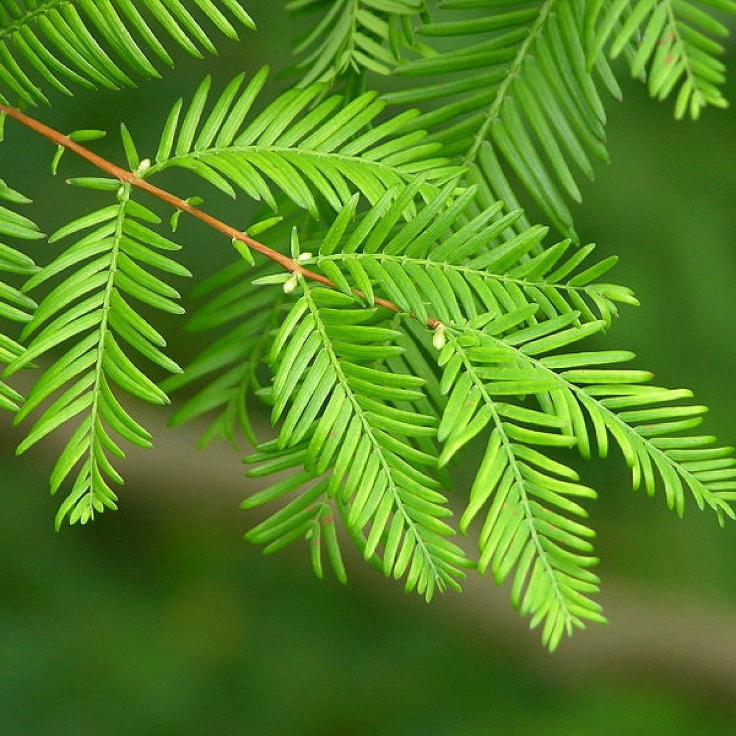 Metasequoia glyptostroboides - abete d'acqua (10 piante a radice nuda)