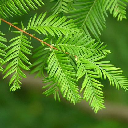 Metasequoia glyptostroboides - abete d'acqua (10 piante a radice nuda)