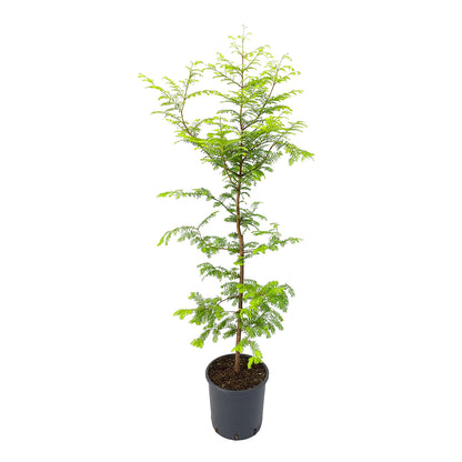 Metasequoia Gold Rush Vera - Pianta Rara Con Foglie Dorate In Vaso Ø 19 Cm - Foto 7