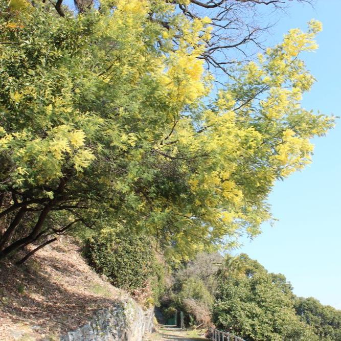 Acacia Dealbata - Mimosa (Forest Alveolus)