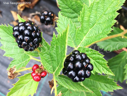 Rubus fruticosus cv. "Chester" - blackberries without thorns (Square vase 9x9x13 cm)