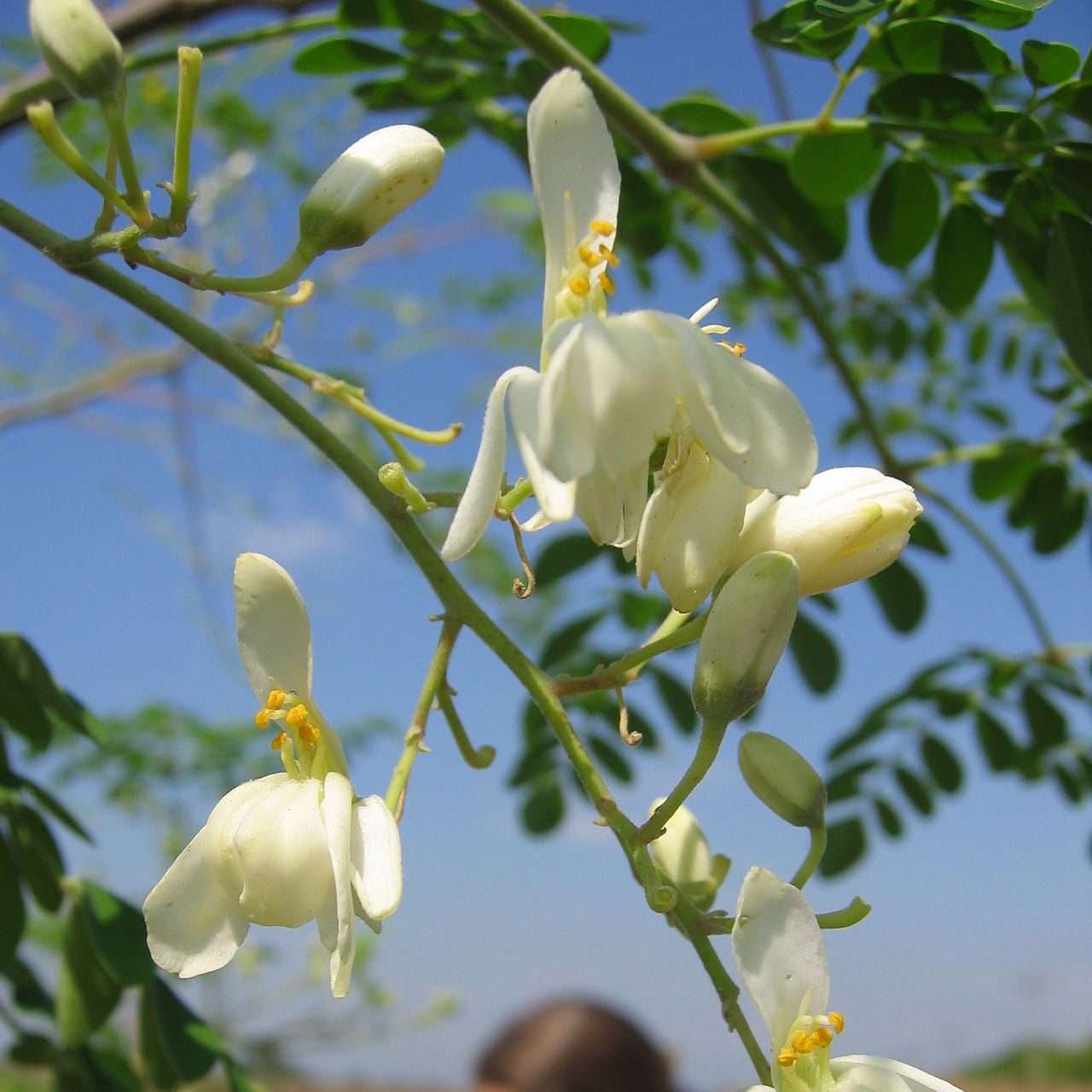 Moringa oleifera - moringa (5 seeds)