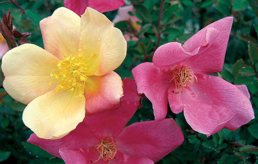Rosa chinensis cv mutabilis - rosa arcobaleno (Alveolo forestale)