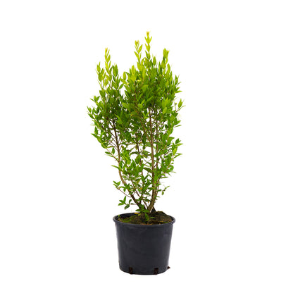 Myrtus communis - myrtle, myrtle (Pot 15-18 cm)