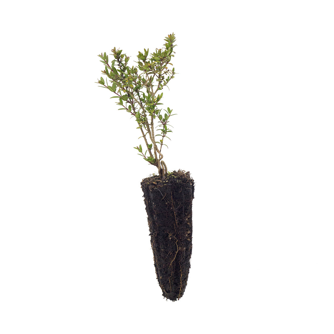 40x Myrtus communis var. tarentina - mirto tarentino (Offerta 40 Alveoli forestali)