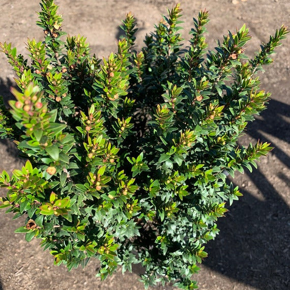 40x Myrtus communis - mirto, mortella (Offerta 40 Alveoli forestali)