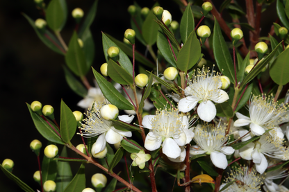 Myrtus communis - mirto, mortella (Vaso 15-18 cm)