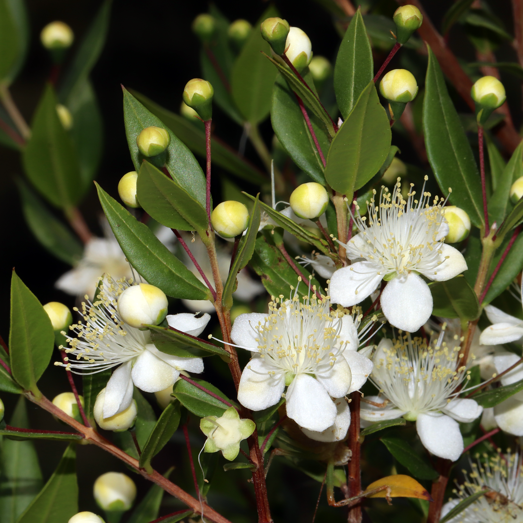 Myrtus communis VivaiMDB