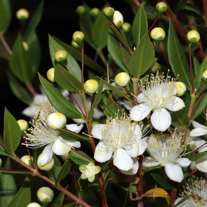 Myrtus communis VivaiMDB