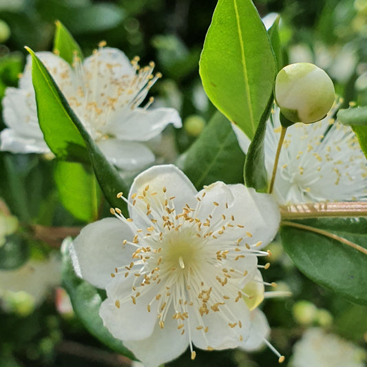 Myrtus communis - mirto bacca bianca, mortella (Vaso quadro 7x7x8 cm)