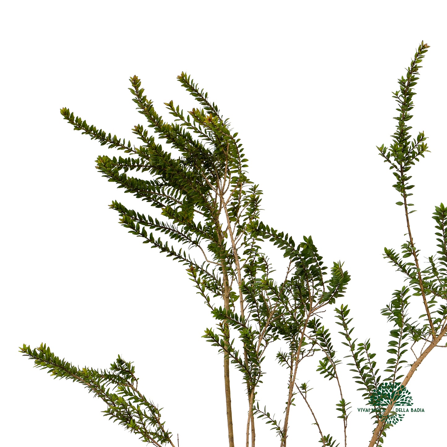 Myrtus communis var. tarentina VivaiMDB